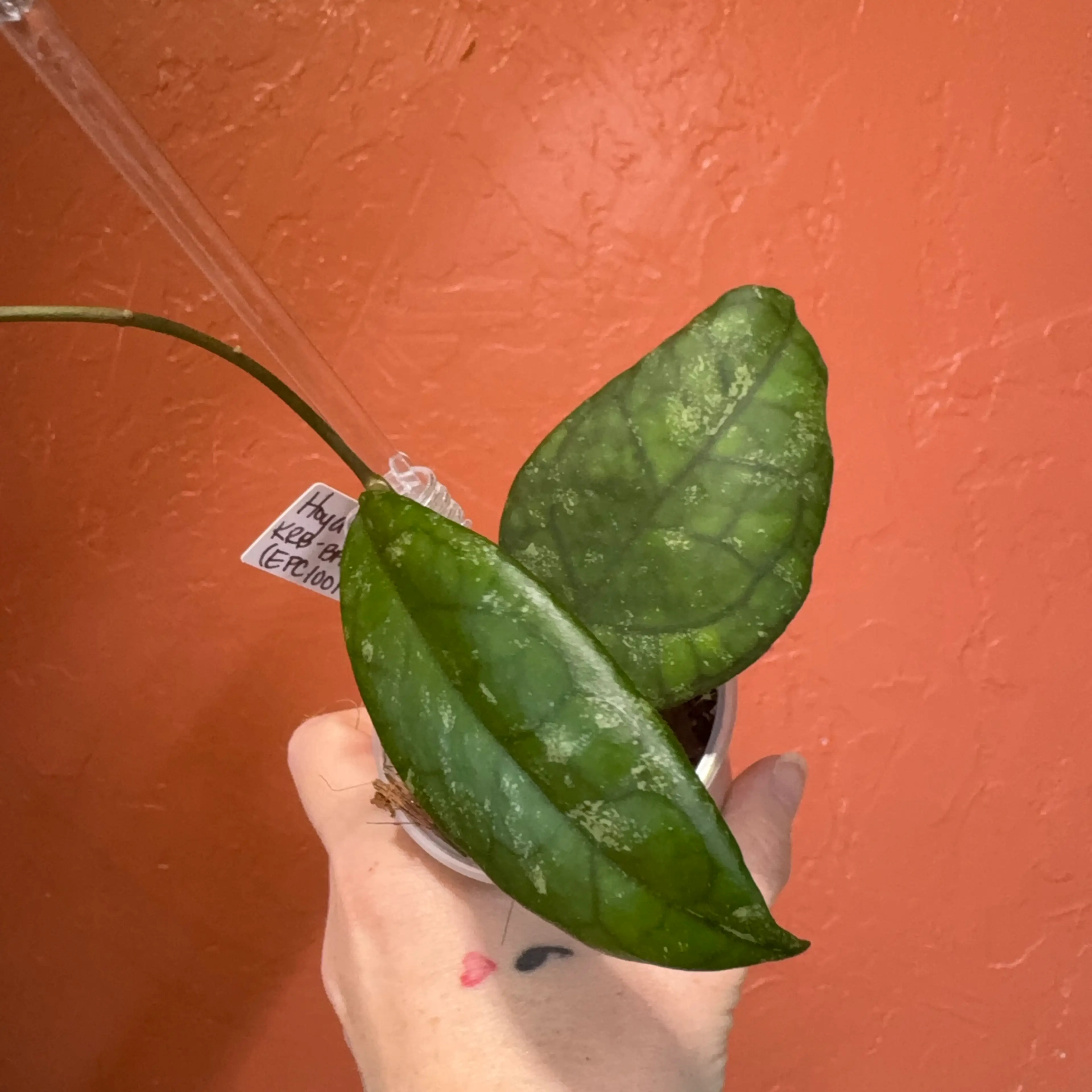 Image 3 of 4