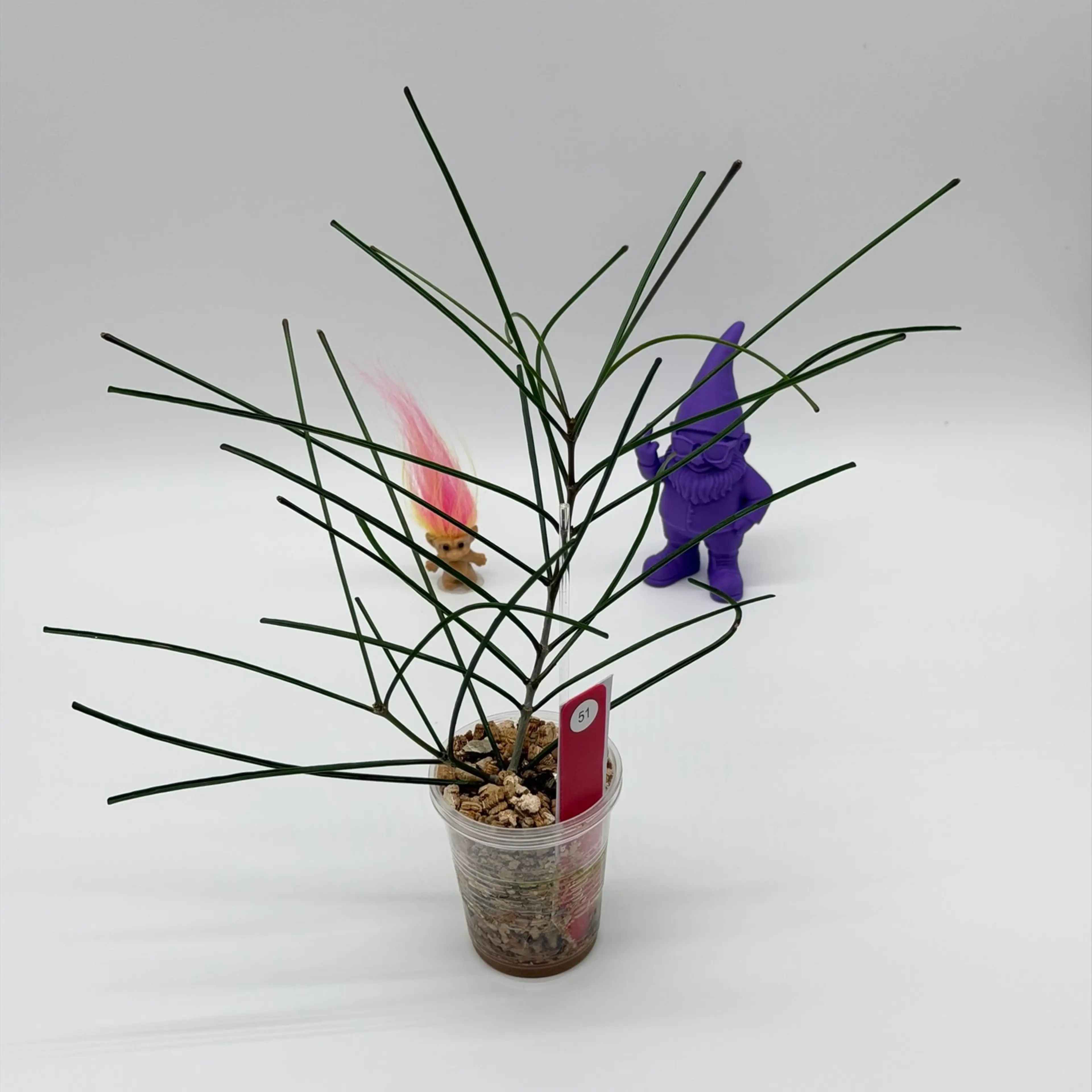 Image 2 of 2