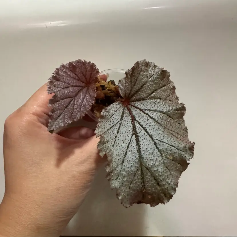 Begonia u549 ‘Soan’s Surprise’