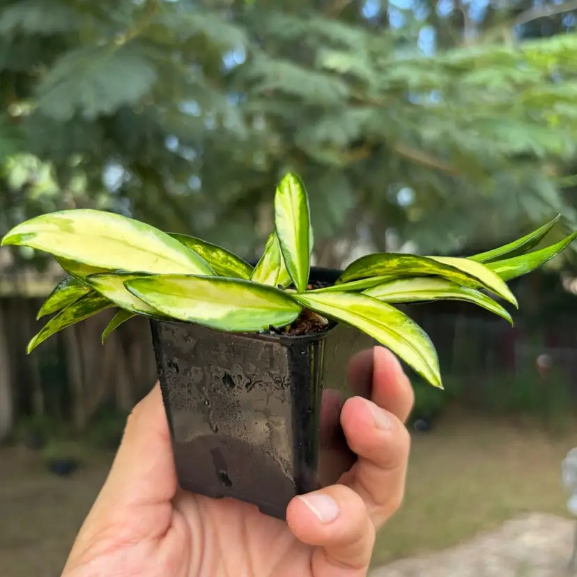 Hoya Wayetii Outer Var.