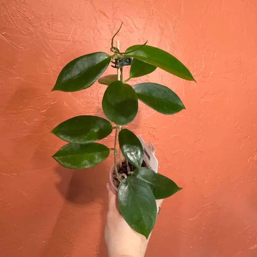 2016 Hoya UT039