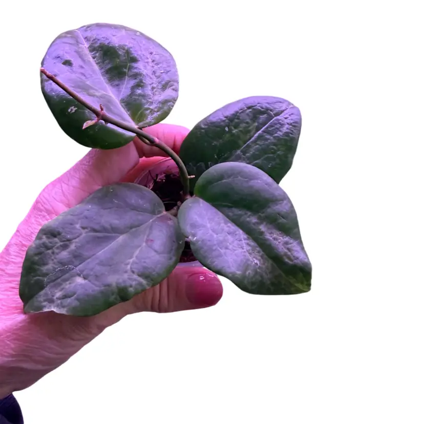 Hoya Candy