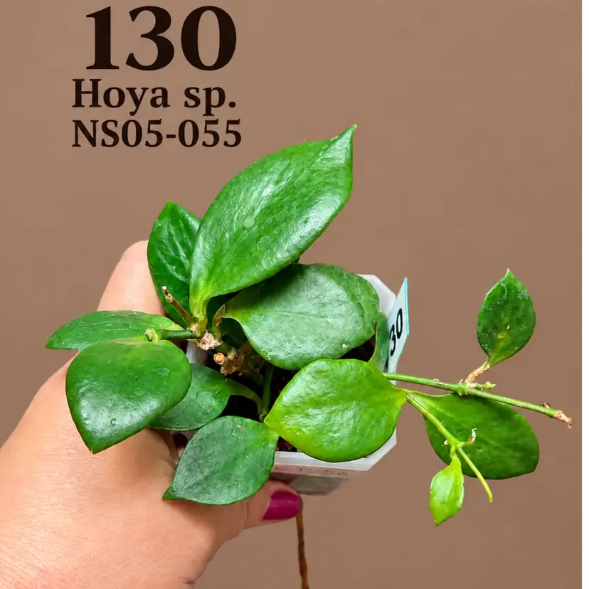 130  Hoya sp. NS05-055