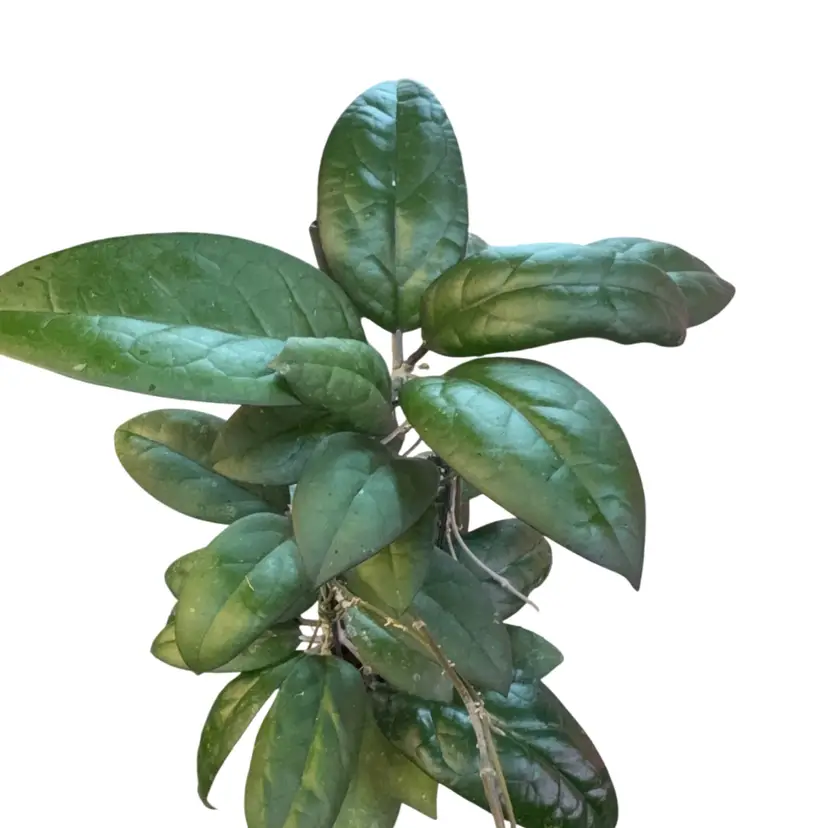 Hoya mayumi cutting