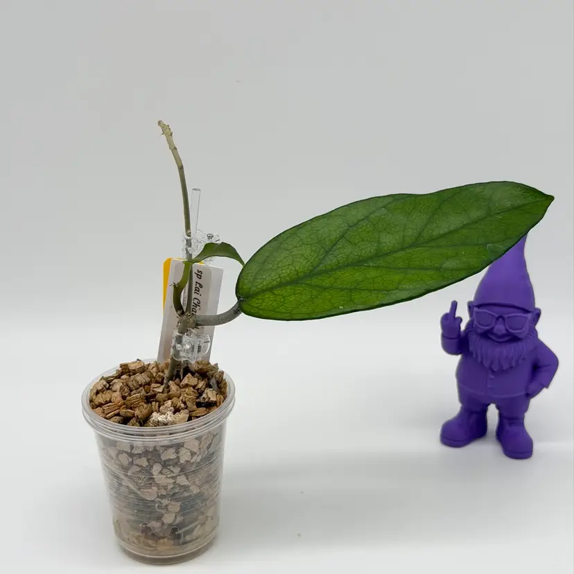 O04 sp Lai Chau (big leaf)