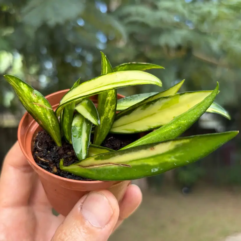 Hoya Wayetii Outer Var.