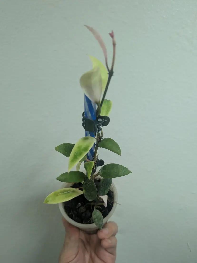 Hoya lacunosa kayas