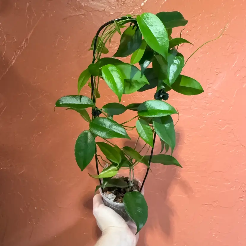 Hoya desvouexensis (grower’s choice)