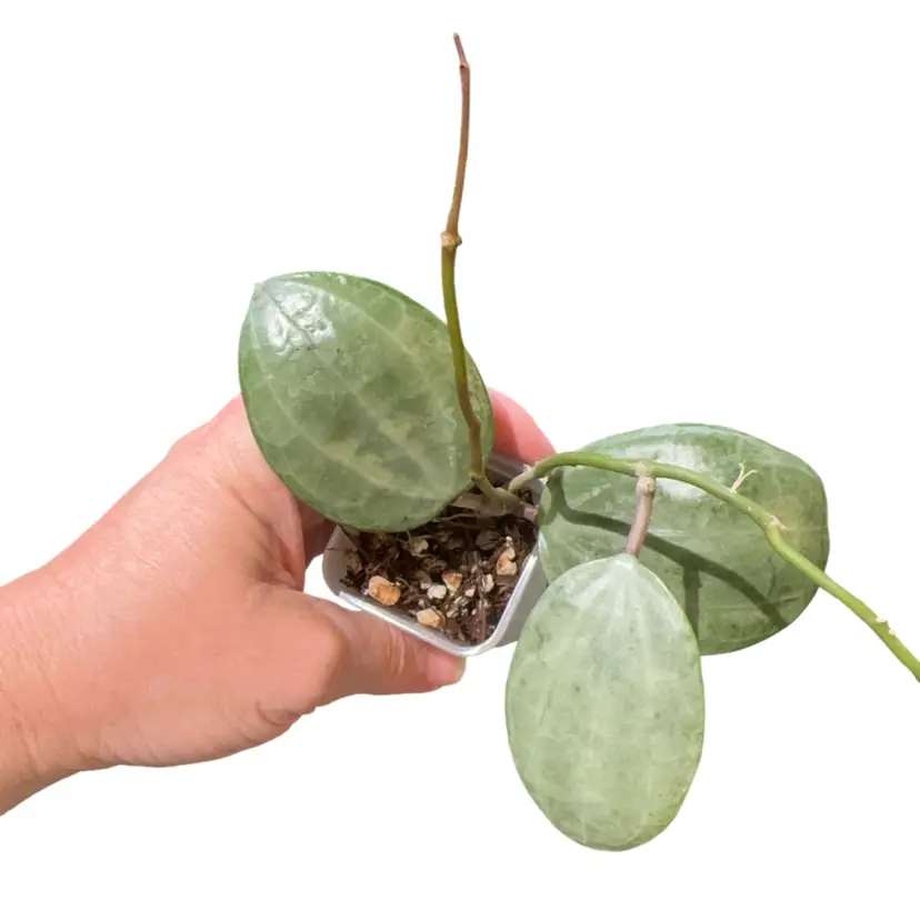 Latifolia Silver