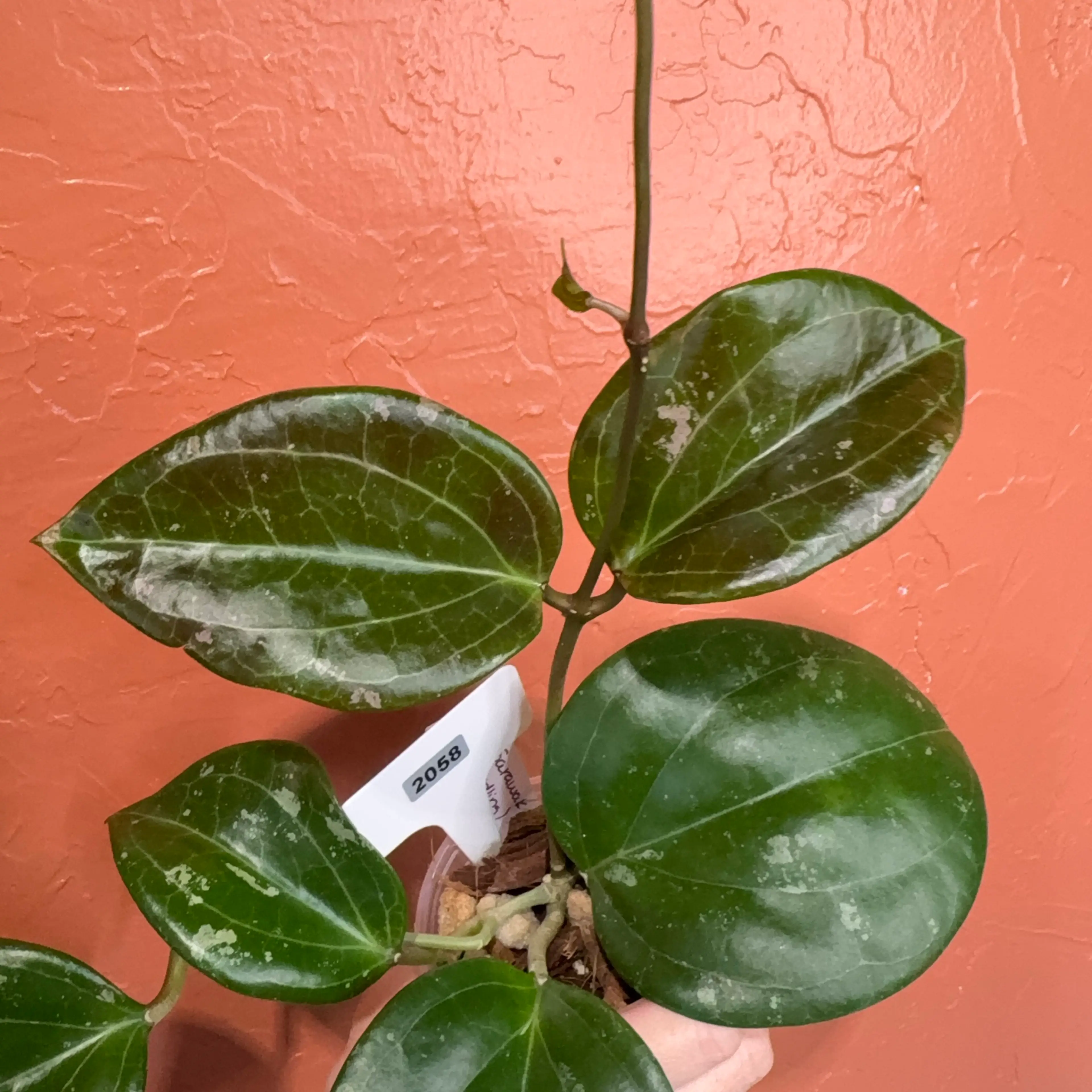 Overgrown Oasis · 2058 Hoya latifolia (Sarawak) x unk KRB2023