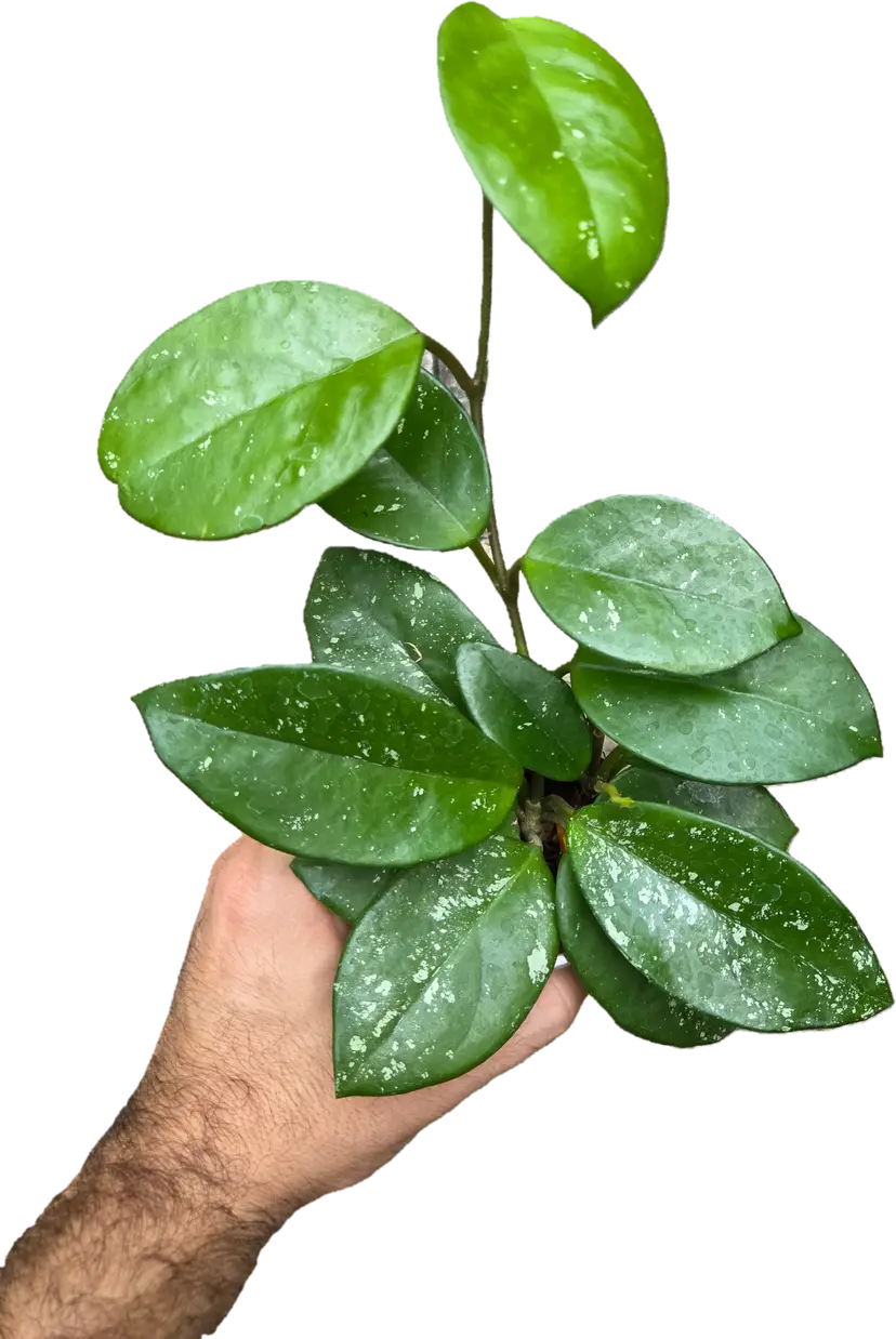 Hoya Freckles