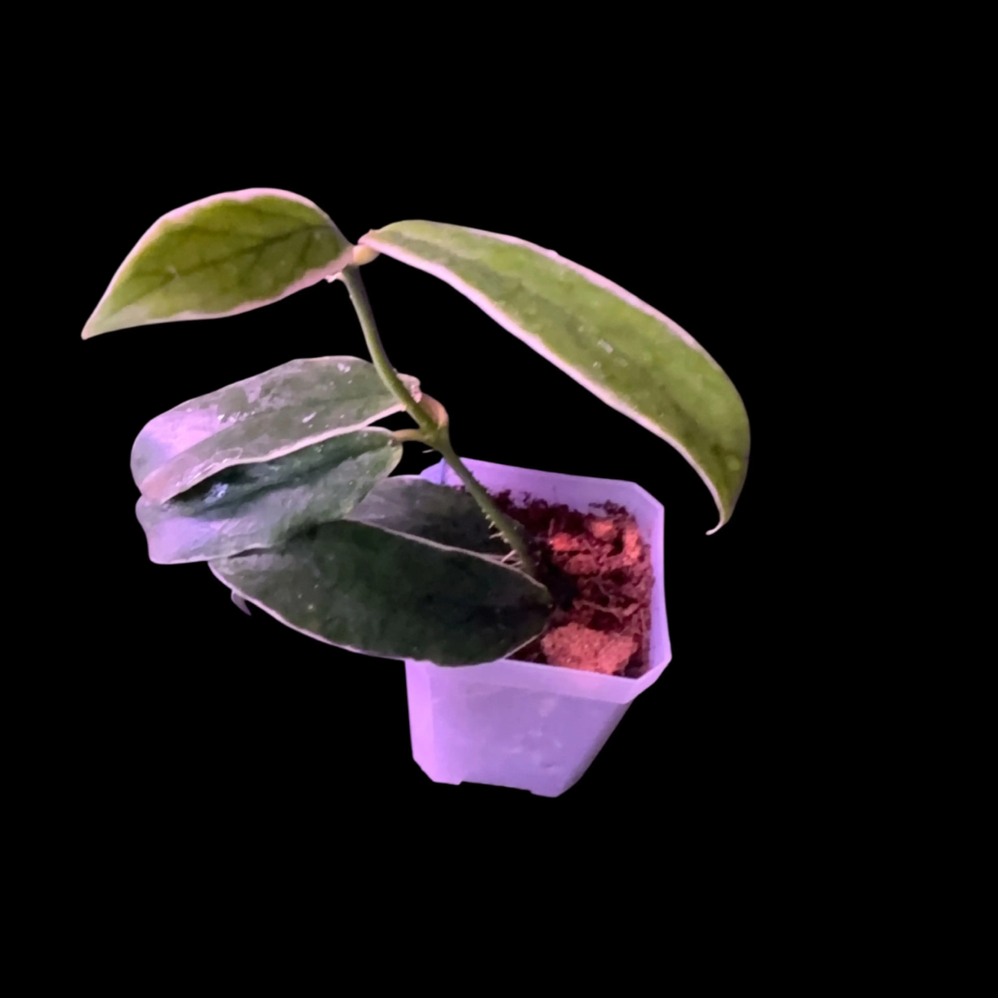Image 3 of 3