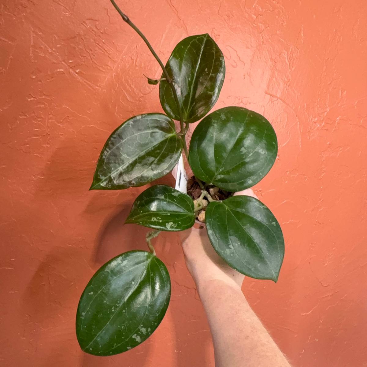 Overgrown Oasis · 2058 Hoya latifolia (Sarawak) x unk KRB2023
