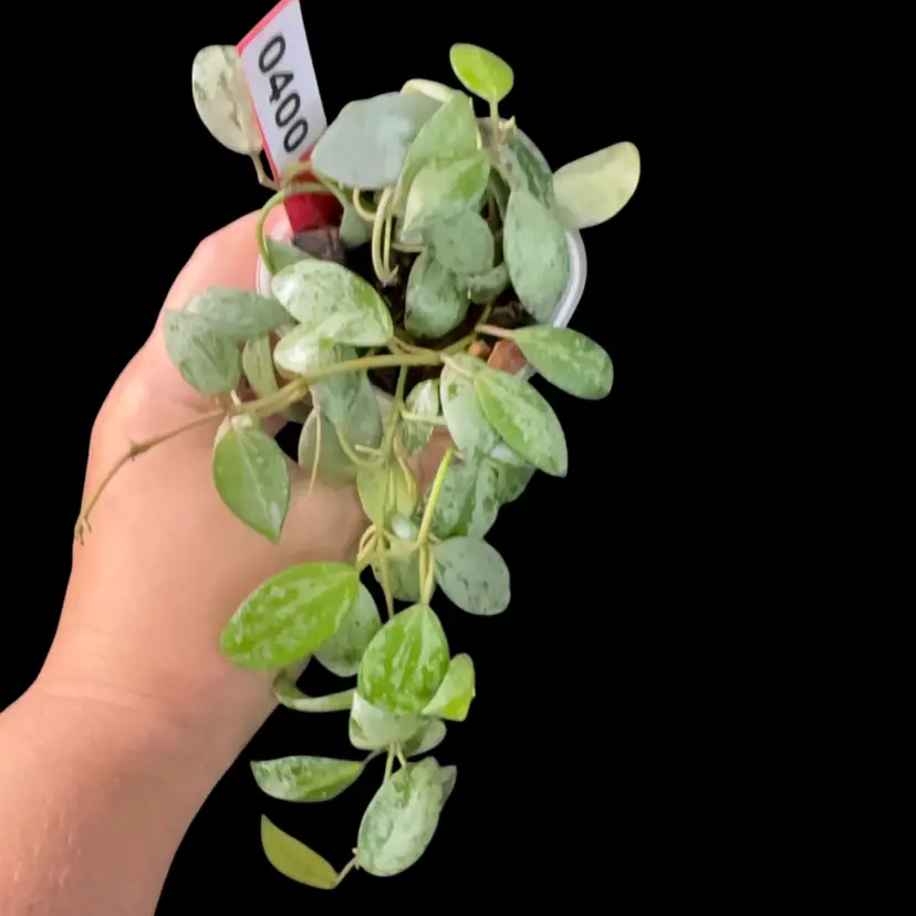400 Hoya lacunosa 'sulcata’