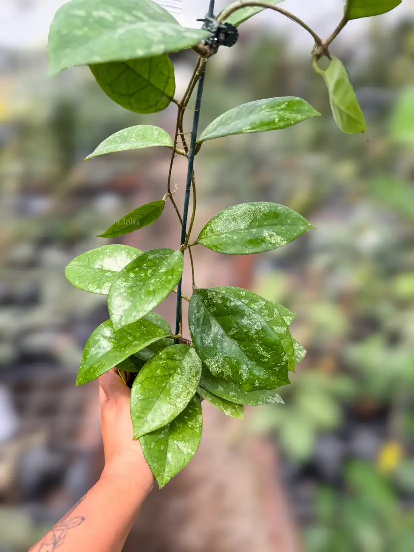PS0926 - Hoya EPC1016 OP