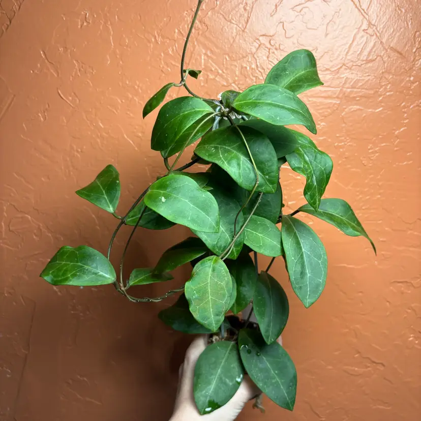 Hoya RCX 50