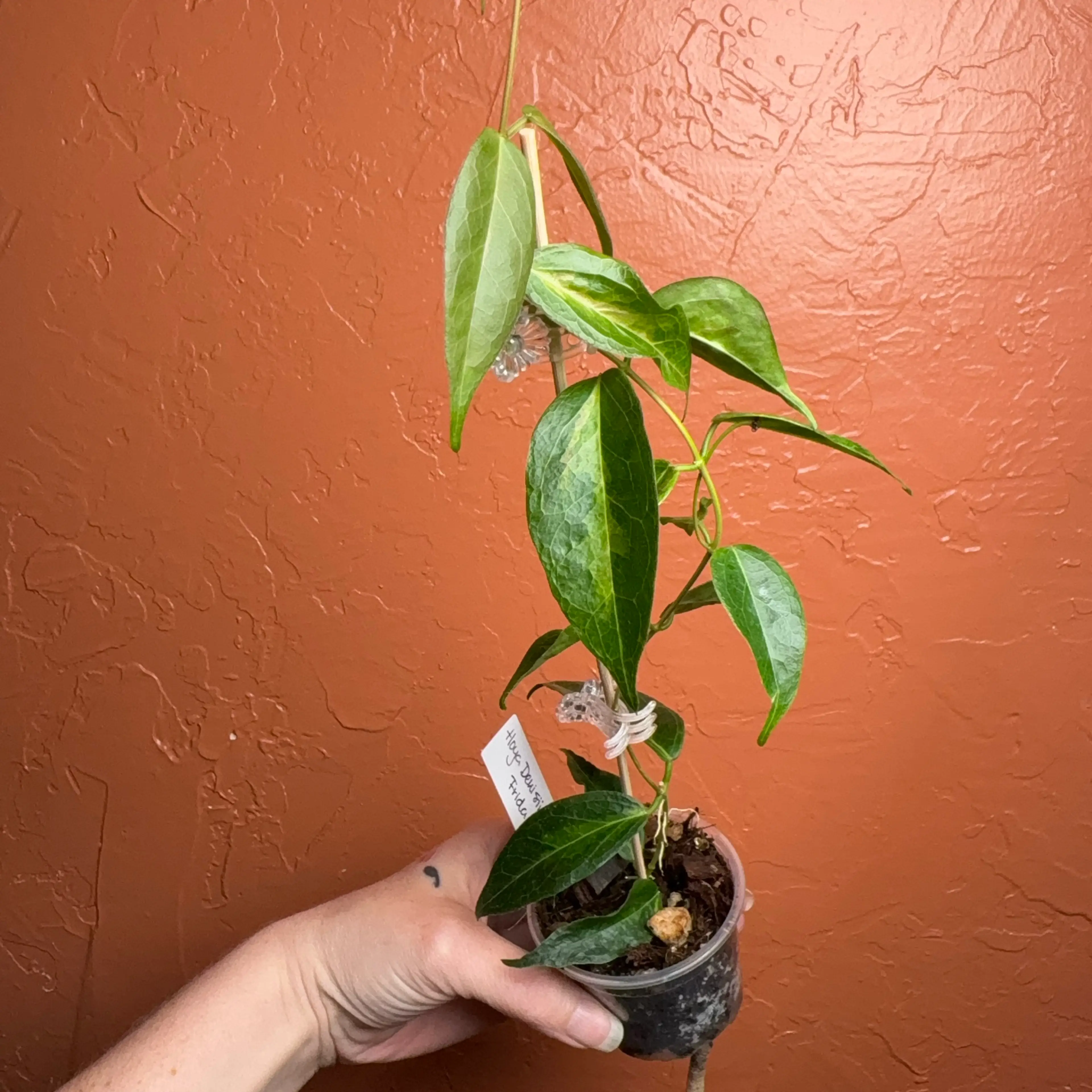 Image 3 of 4