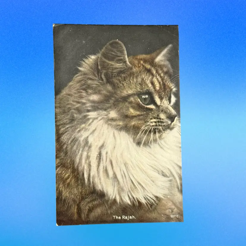 Antique Floof Cat “The Rajah” RPPC Rapid Photo (#507C) Germany DB Postcard, Unused