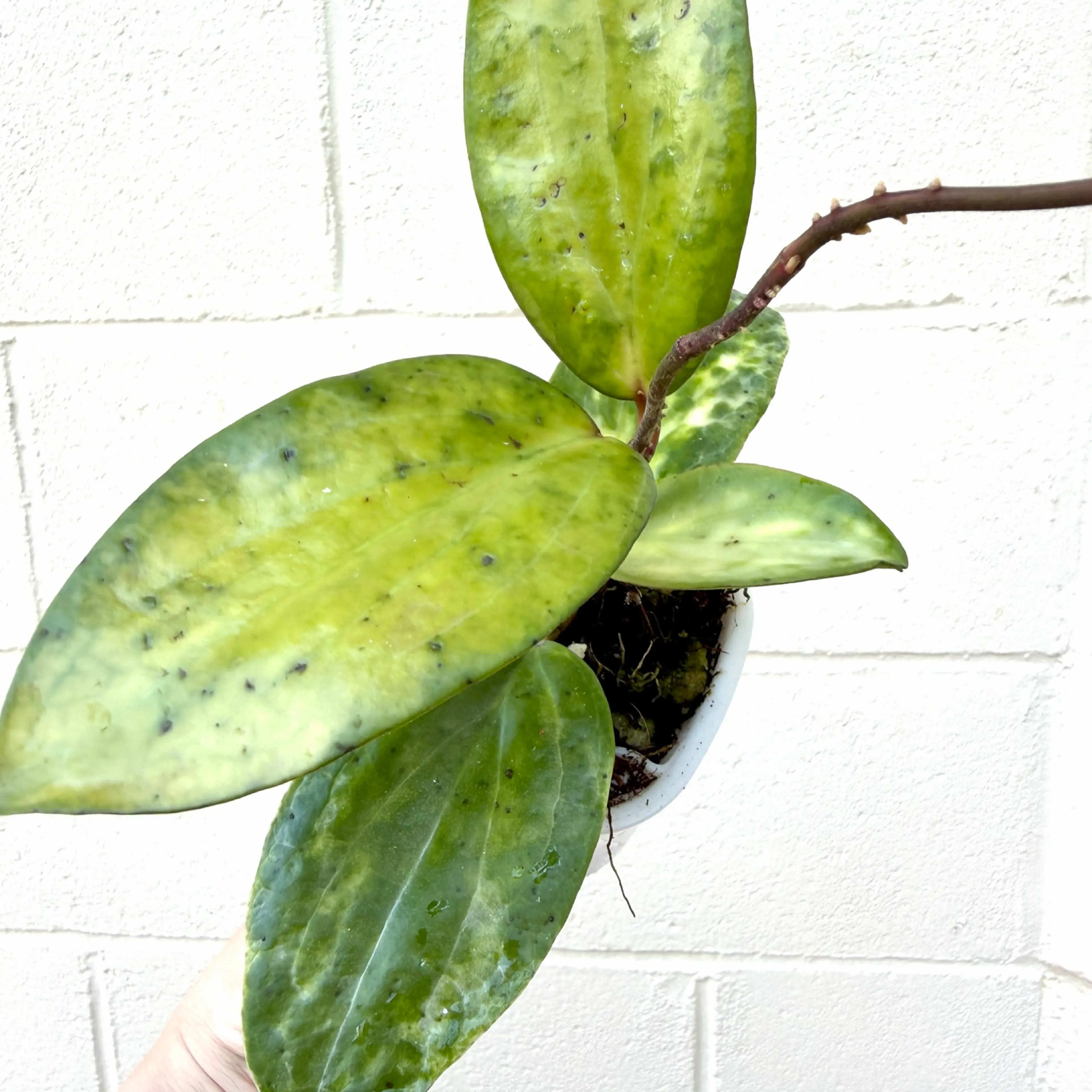 Image 2 of 2