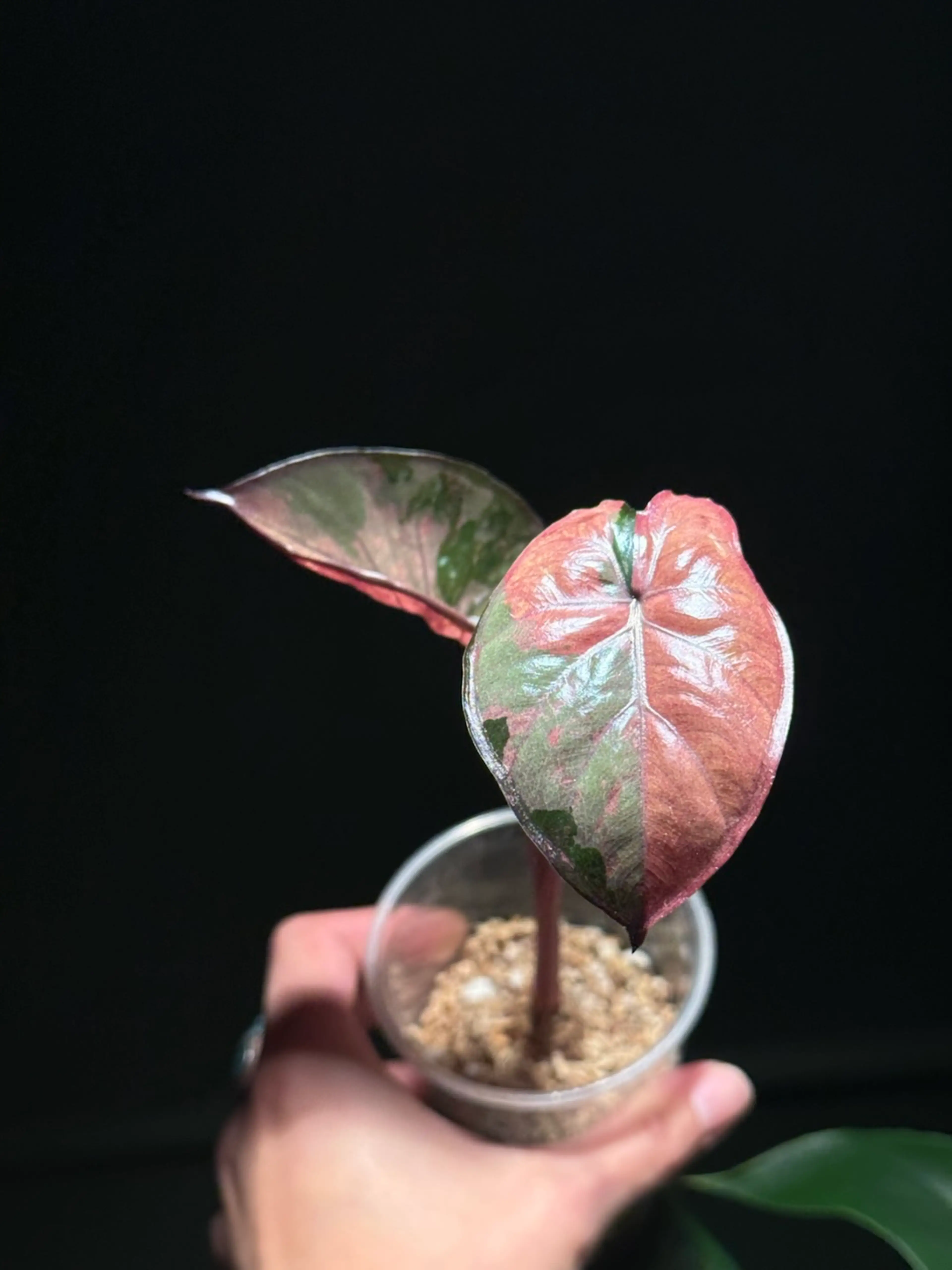 Image 4 of 4