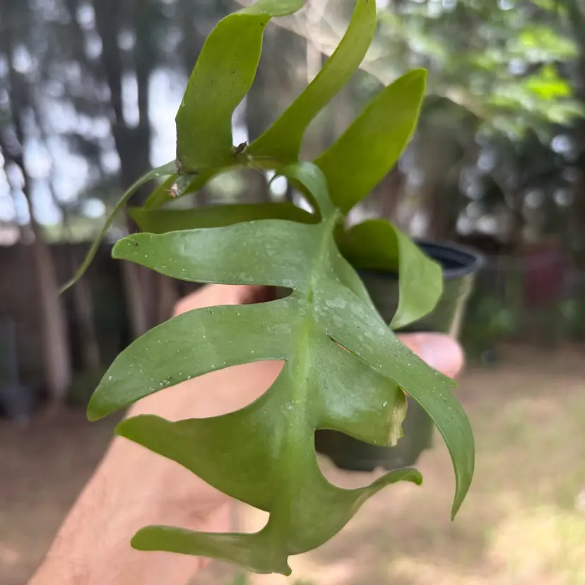 Zig Zag Cactus