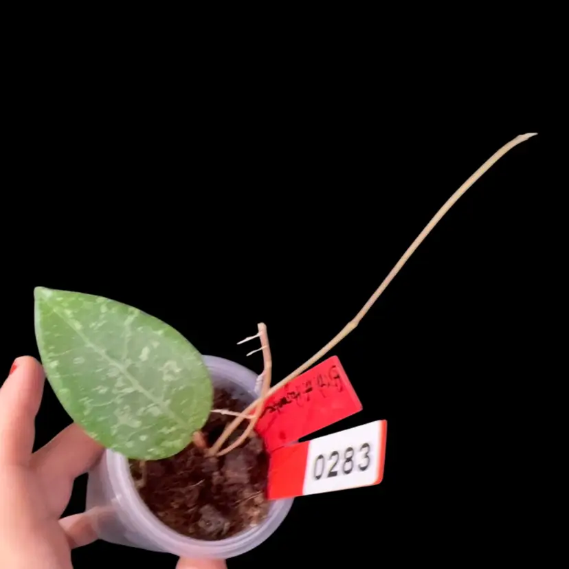 283 Bird of paradise