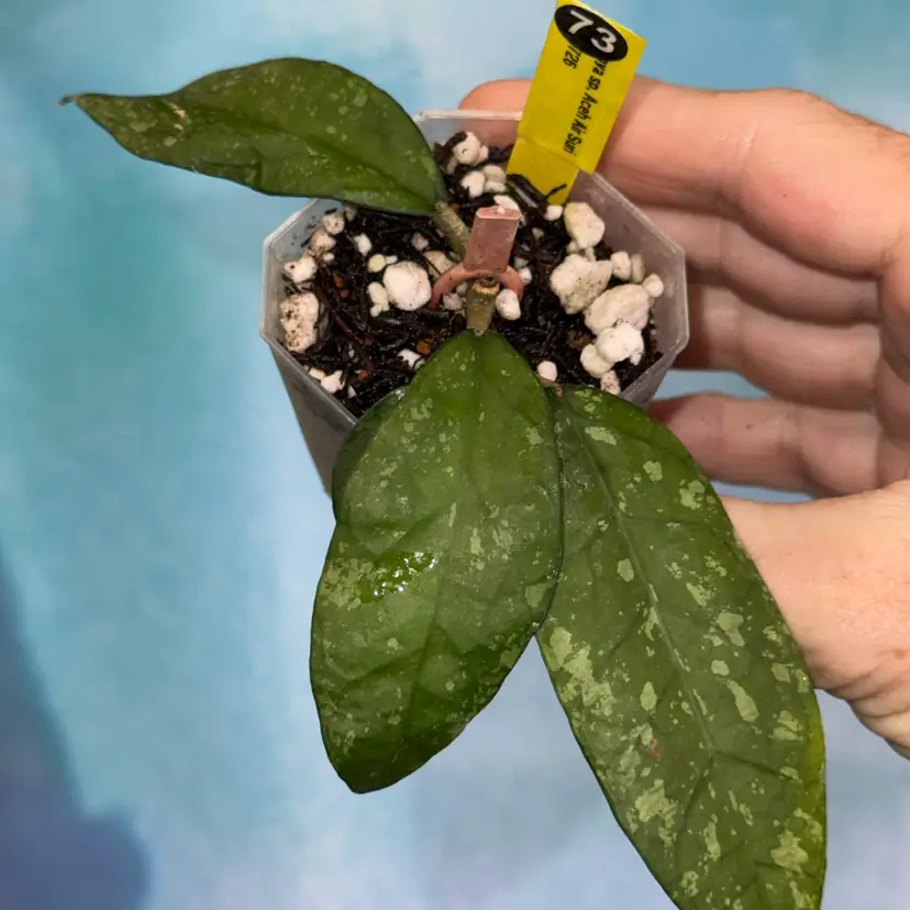 73 Hoya sp. Aceh Air Suri