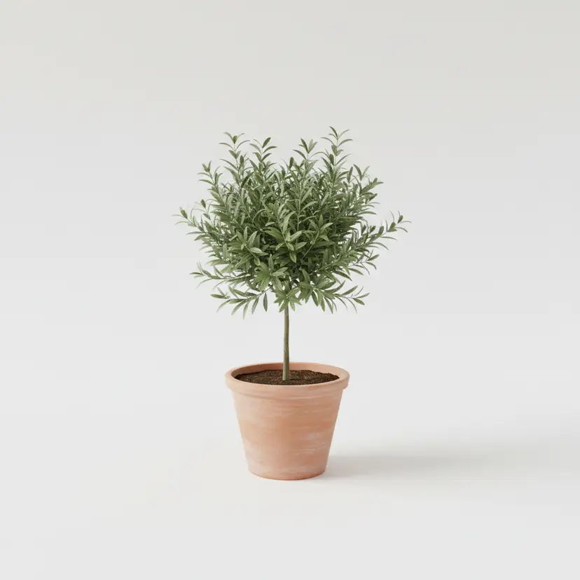 Collection Thumbnail