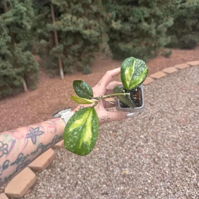 10. splashy inner variegated Hoya obovata