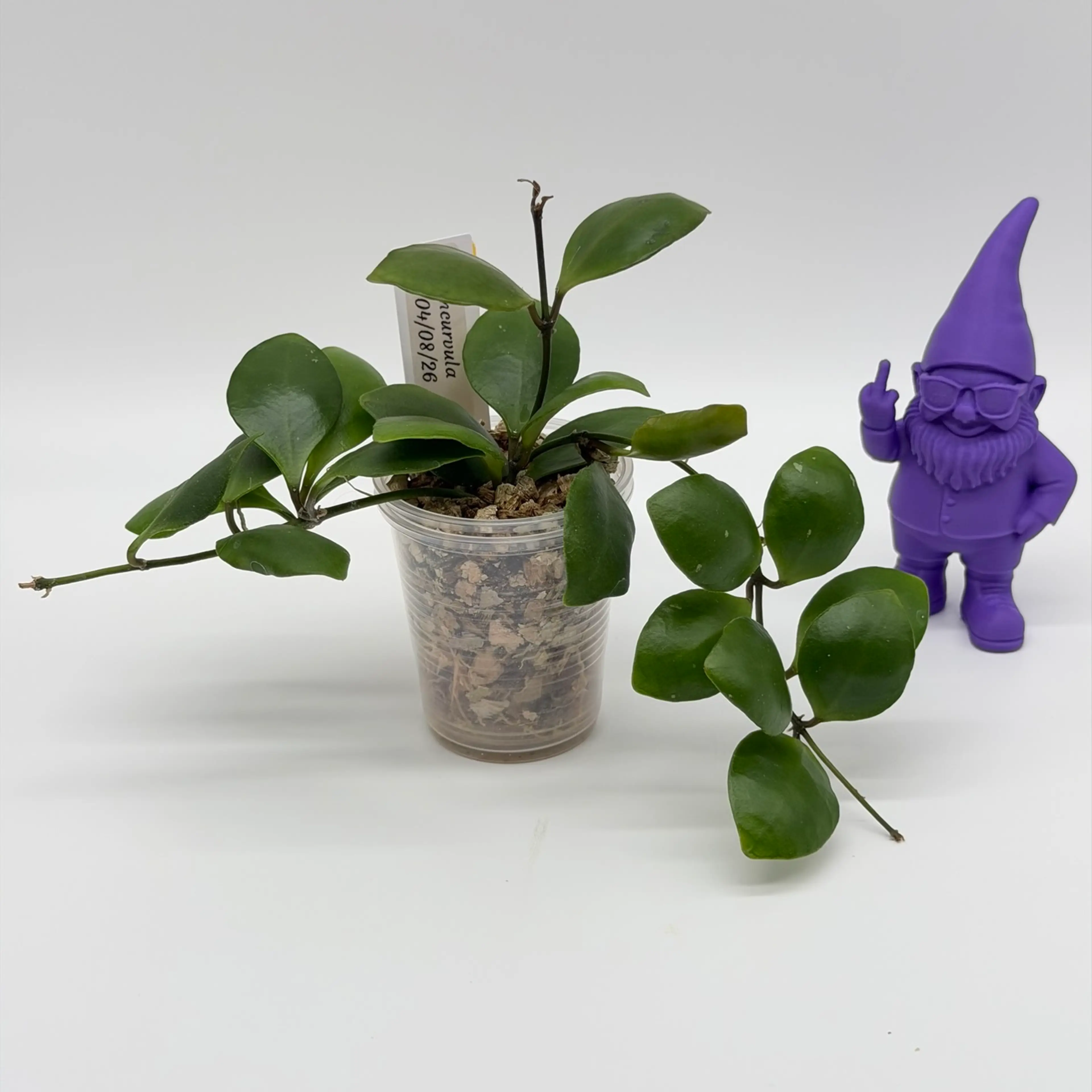 Image 2 of 2
