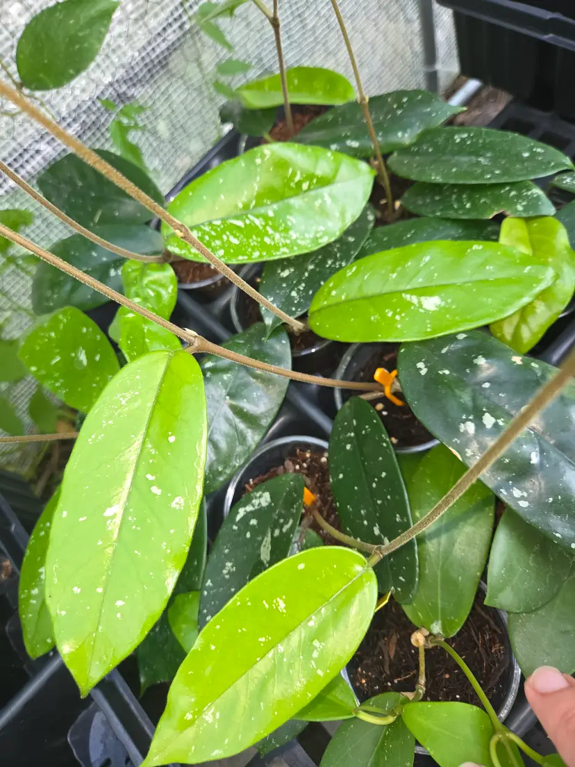 Hoya Dasyantha splash (Growers choice)