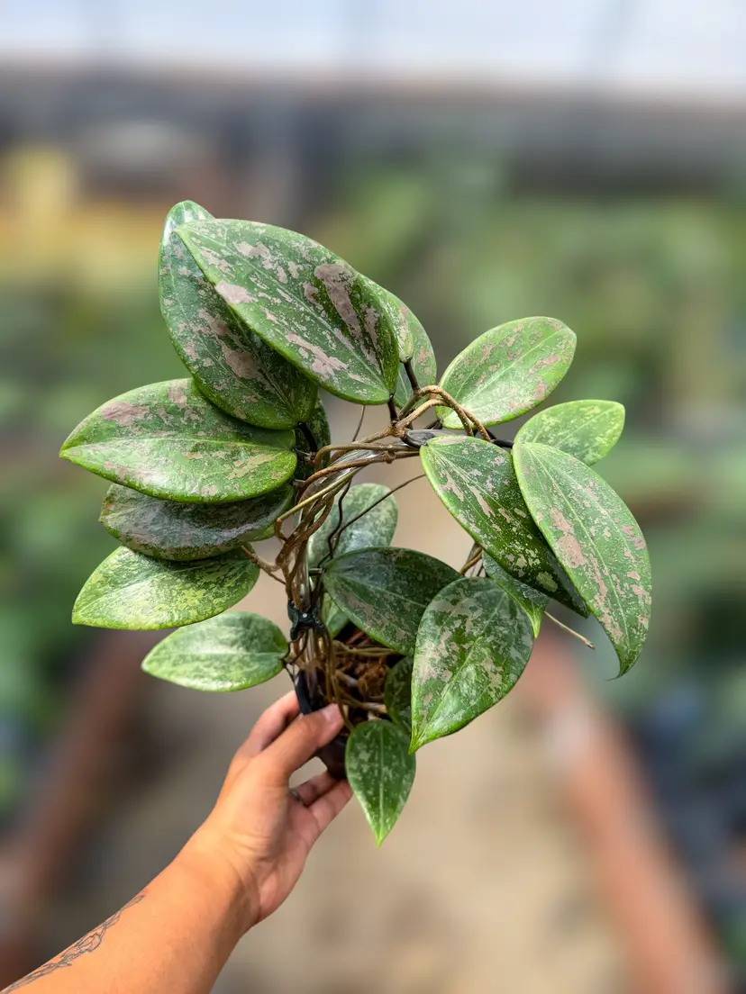 PS0946 - Hoya verticillata var. verticillata (fka wibergiae)