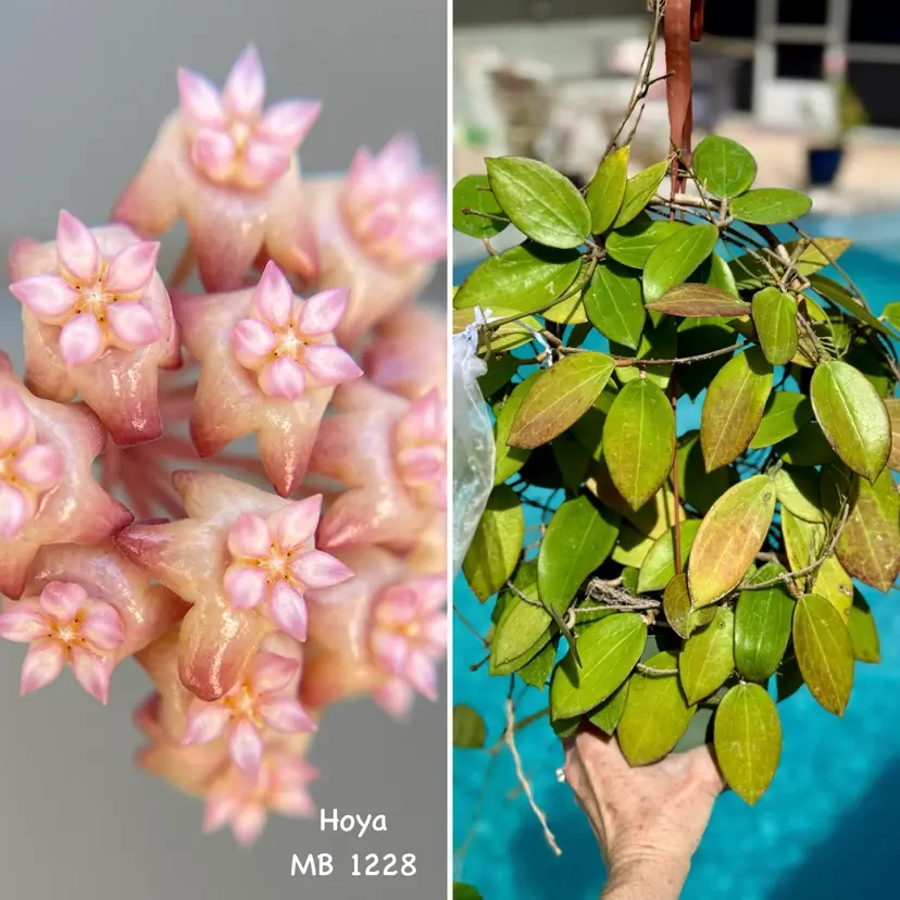 Hoya MB 1228 x unk. (10 seeds)