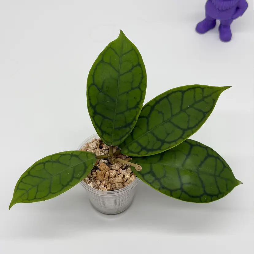 P48 AH 003