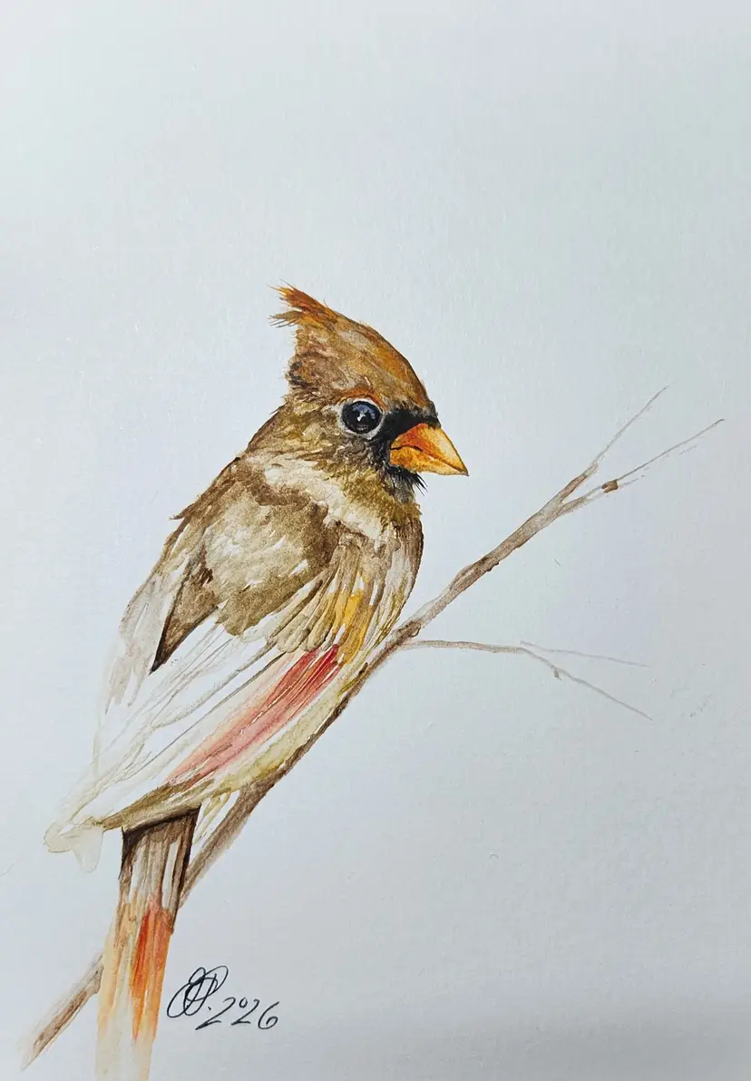 Cardinal Original Watercolor Painting Signed By The Artist 5x7 Free Shipping
