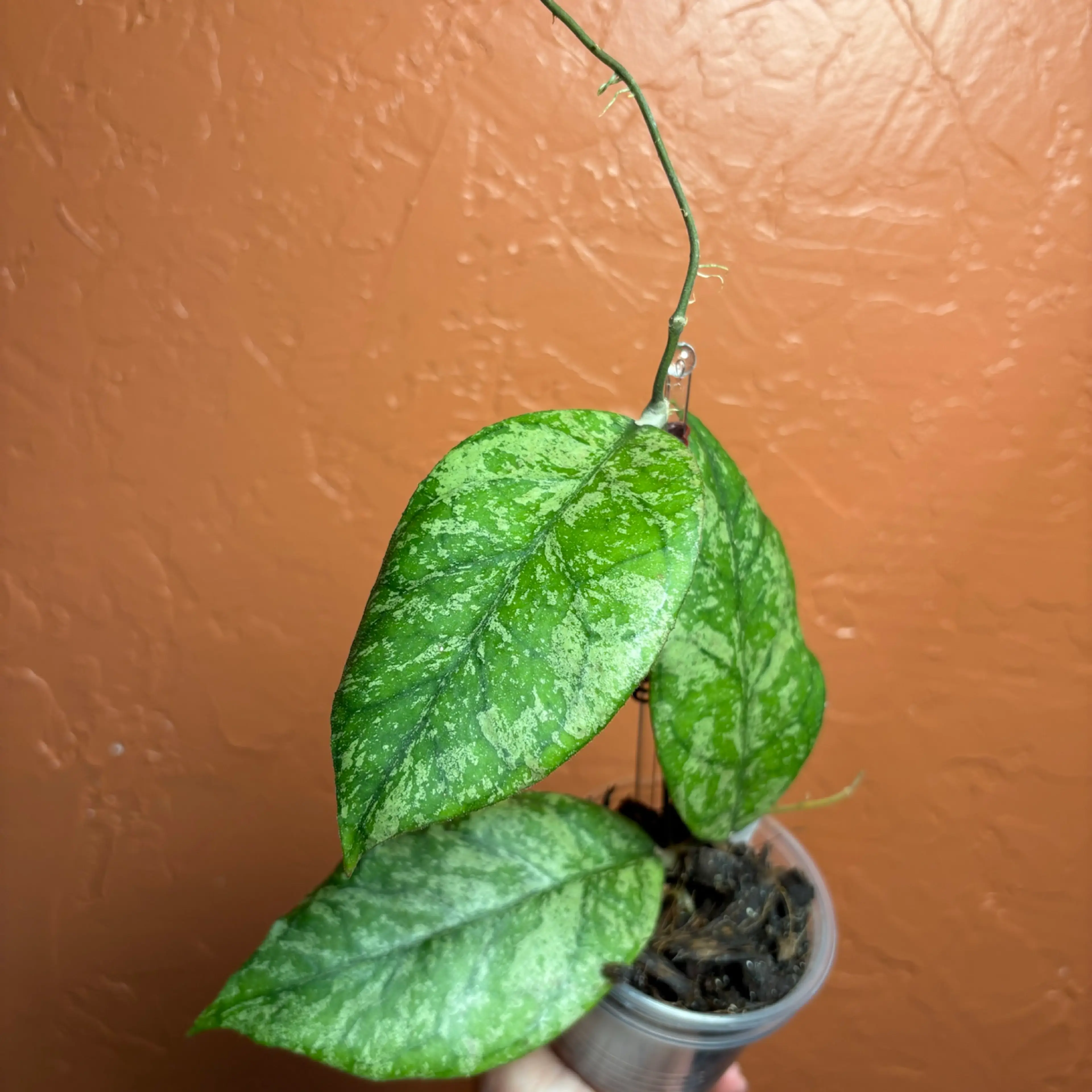 Image 2 of 3