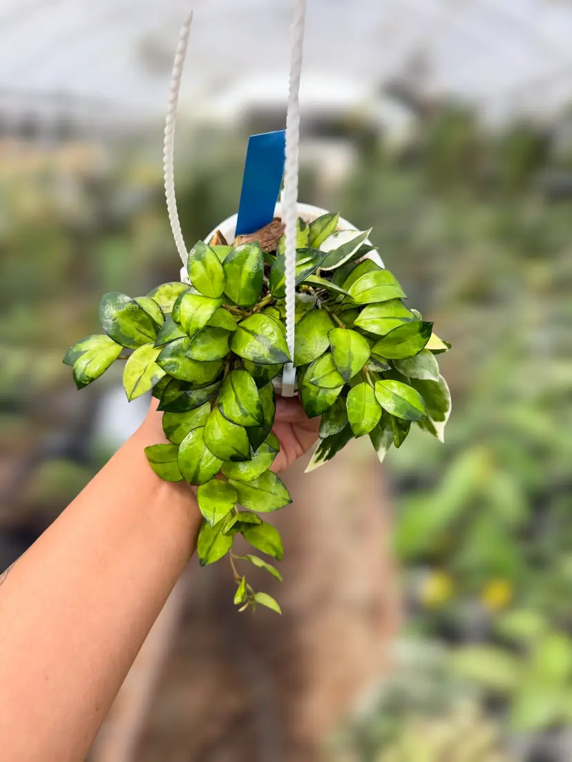 PS0929 - Hoya lacunosa ‘Asami’ (Inner Variegated)