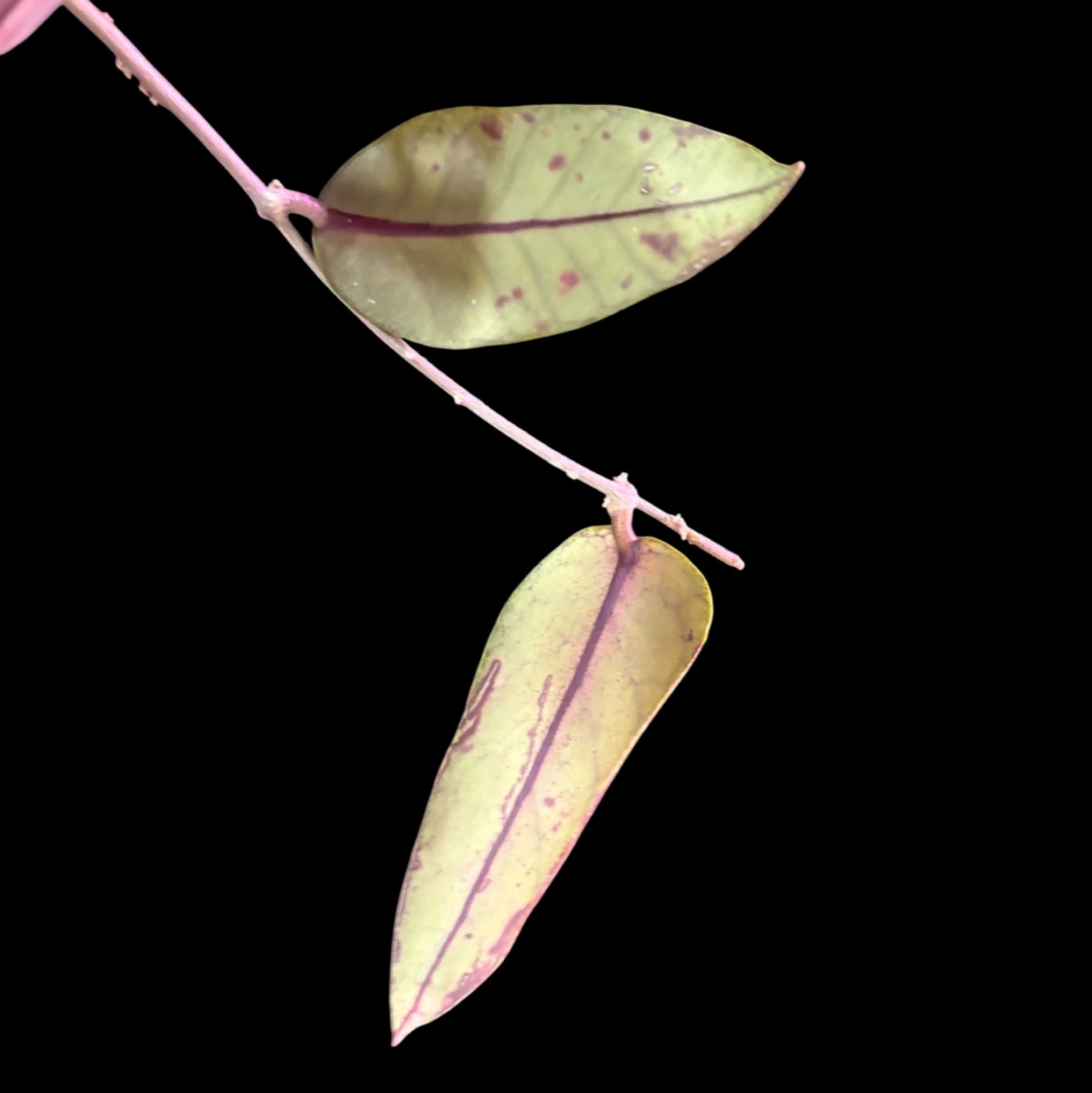 Image 2 of 2