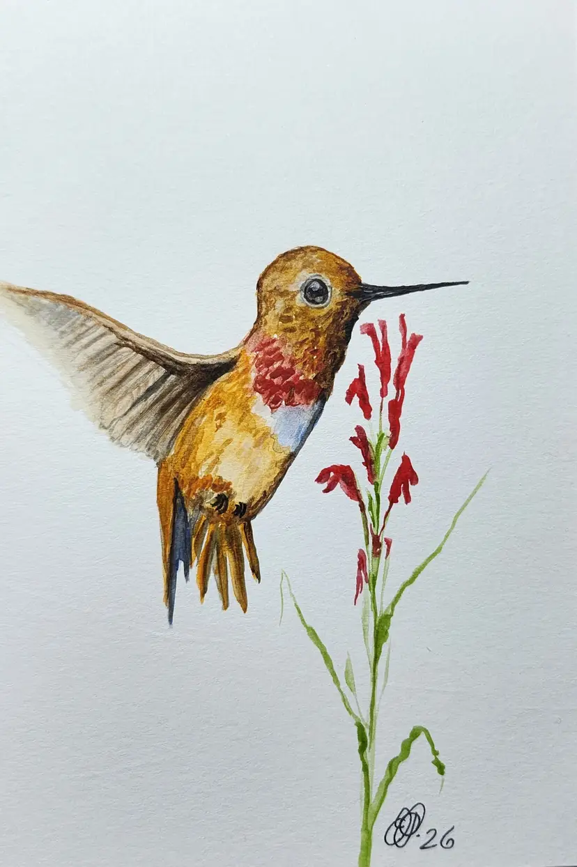 Hummingbird Original Watercolor Painting Signed By The Artist 4x6 Free Shipping