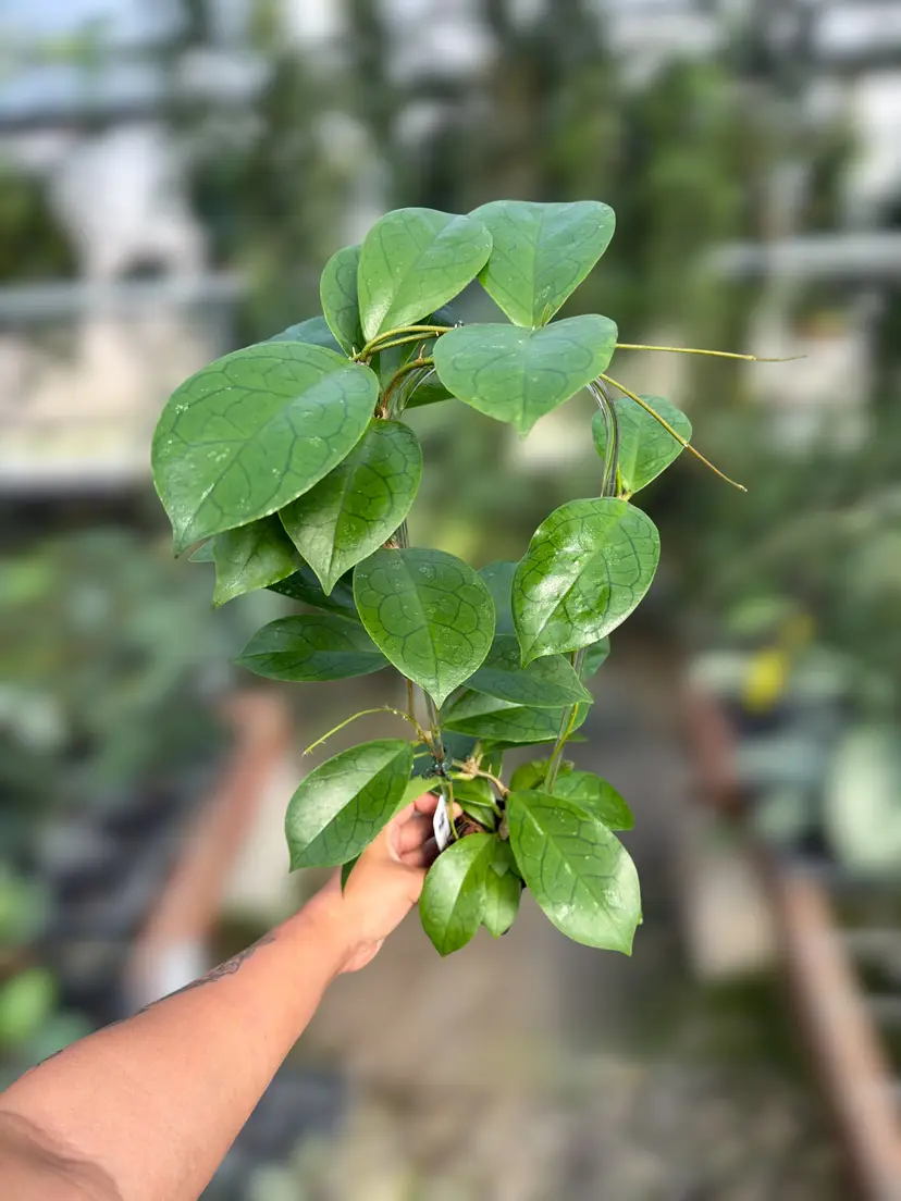 PS0101 - Hoya RHM2021 (OP)