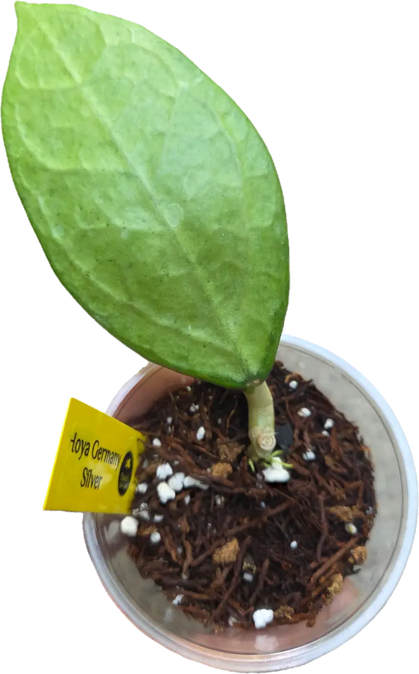 Hoya Germany Silver