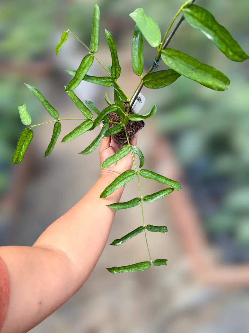 PSGC - Hoya pandurata (Tsiang)