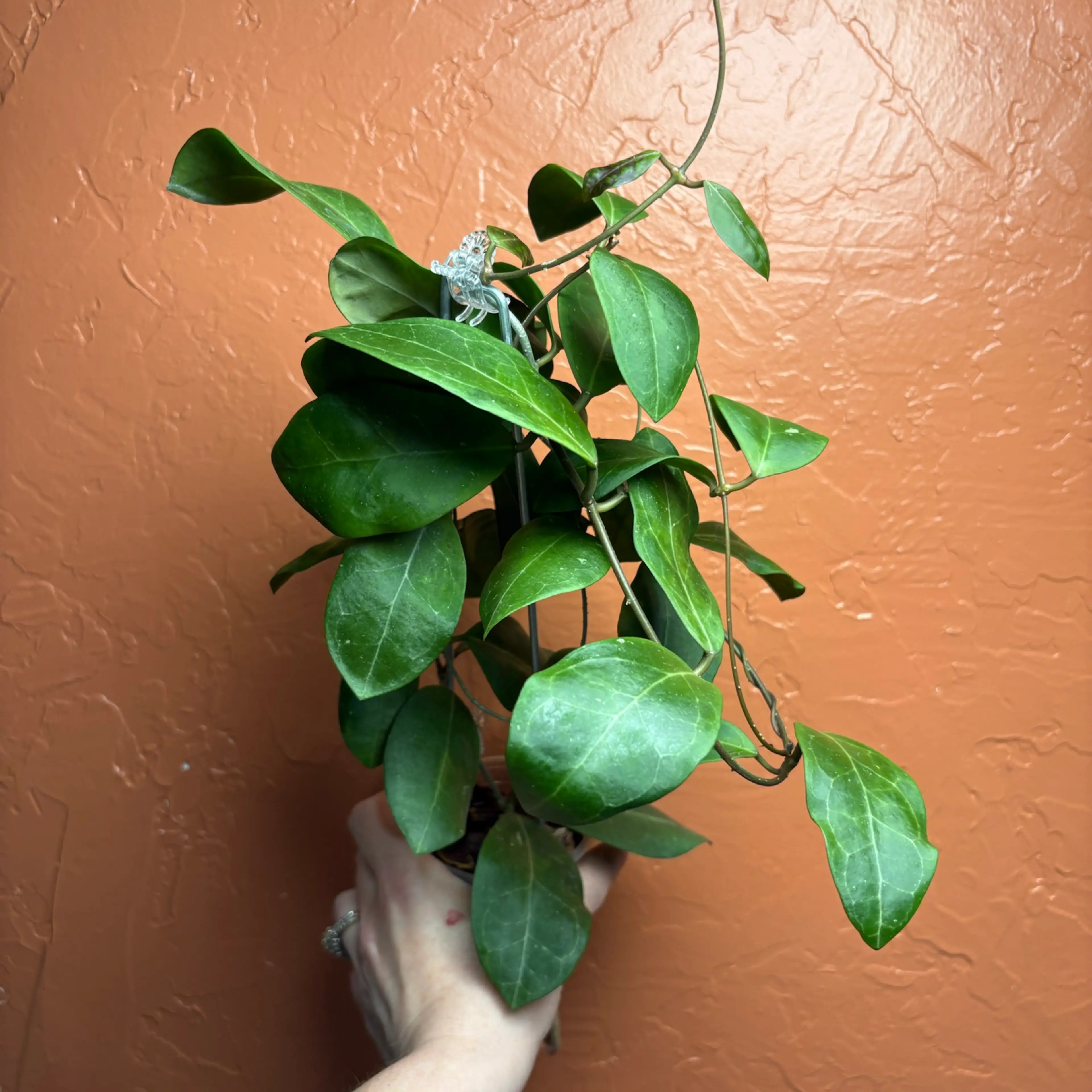 Image 3 of 4