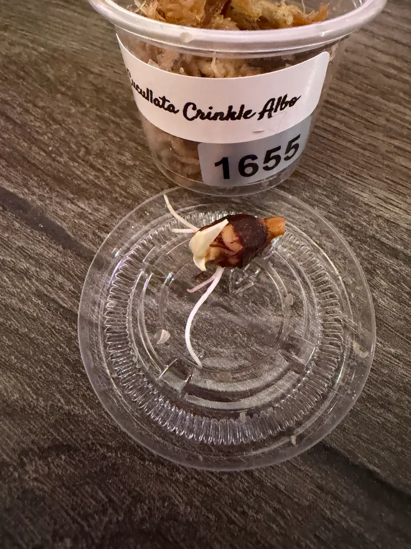 Cucullata Crinkle Albo Corm #1655