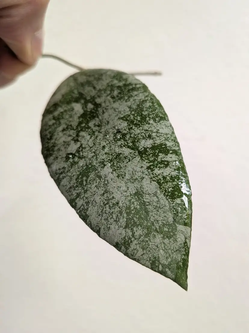 Hoya caudata snow dust