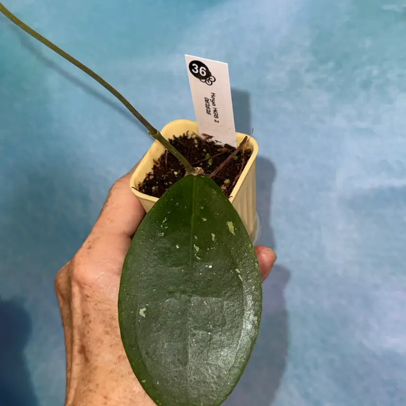 36 Hoya HGB 2