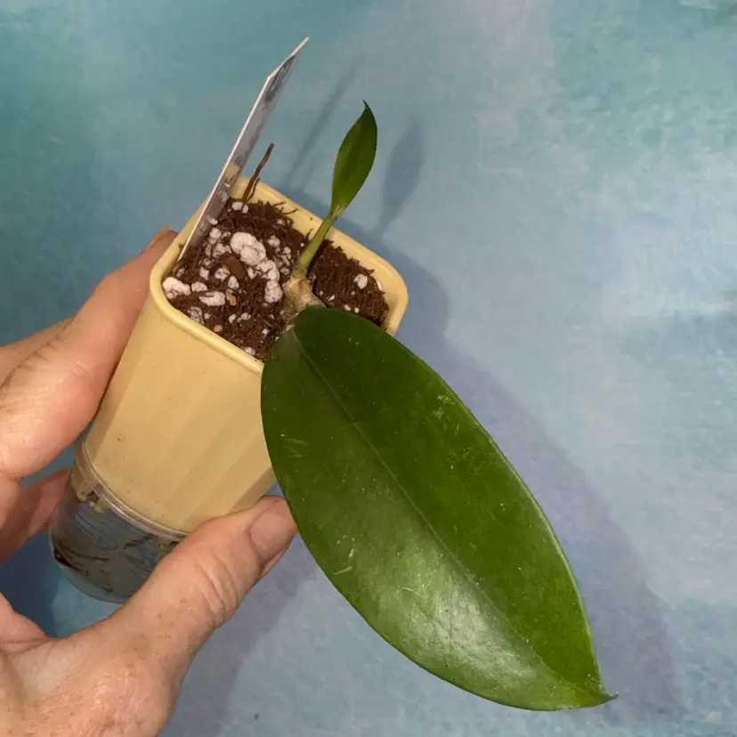 21 Hoya LP 002 (H. erythrina x H. Tim HP)
