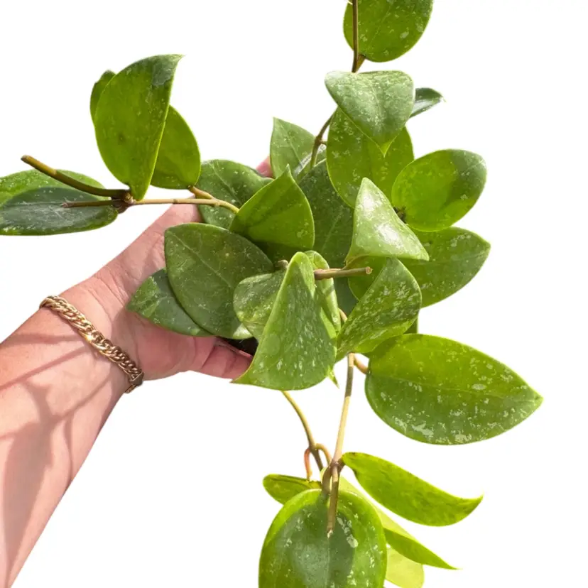 Hoya Parasitica Splash