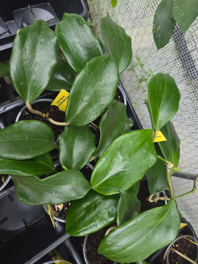 Hoya quinquenervia red rpp 131-01
