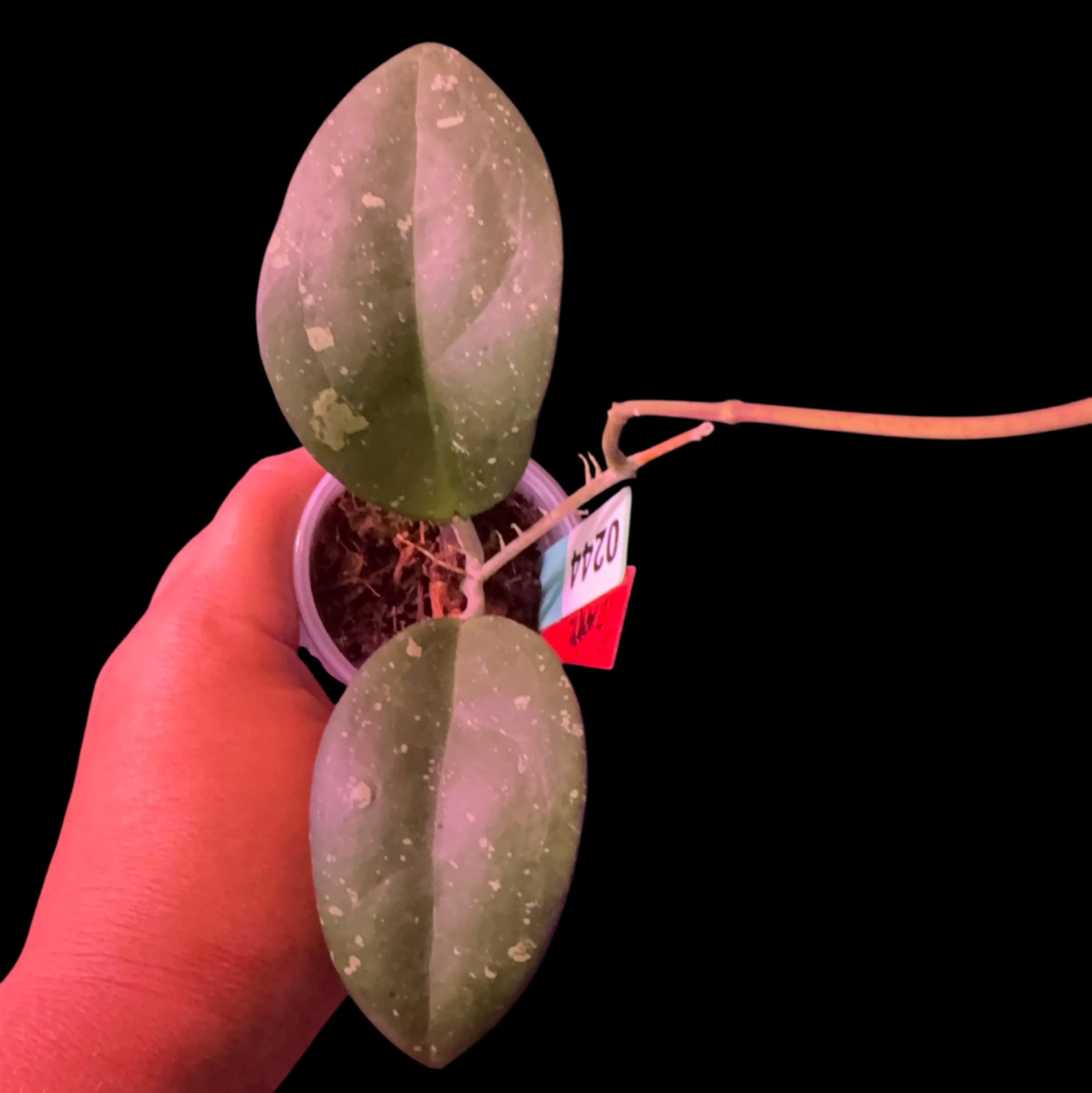 Image 2 of 2